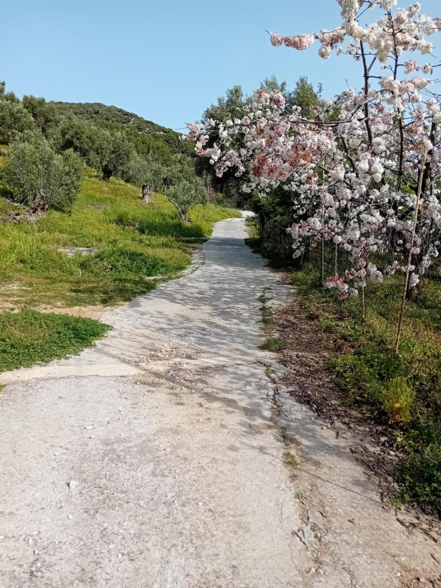 Villa Krini Skiathos Town Bagian luar foto